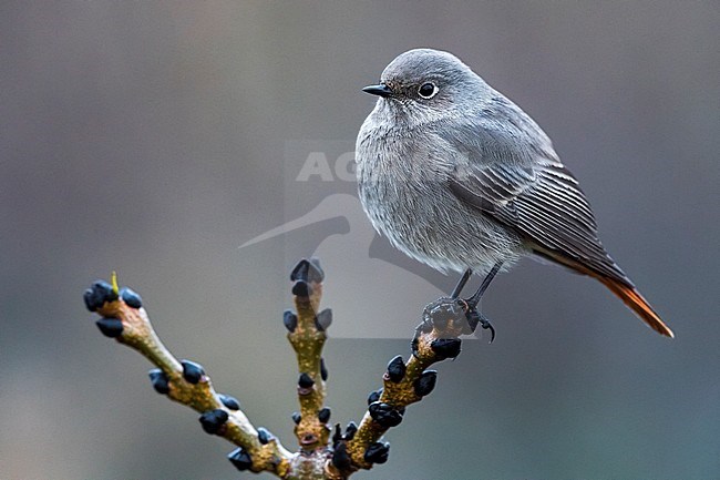 Vrouwtje Zwarte Roodstaart, Female Black Redstart stock-image by Agami/Daniele Occhiato,