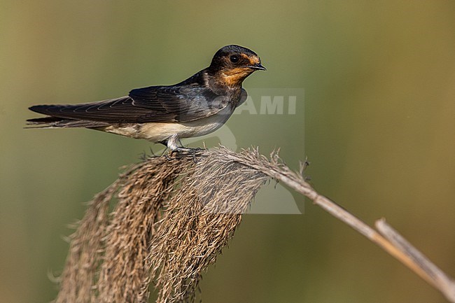 Barn Swallow (Hirundo rustica) in Italy. stock-image by Agami/Daniele Occhiato,