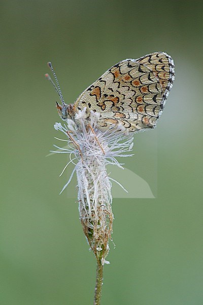 Knapweed Fritillary (Melitaea phoebe) resting on top of a small flower in Mercantour in France. Seen against a natural colored background. stock-image by Agami/Iolente Navarro,