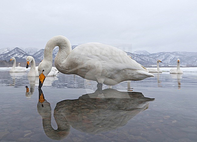 Wintering Whooper Swan, Cygnus cygnus, near Kushiro, Hokkaido, Japan. stock-image by Agami/Pete Morris,