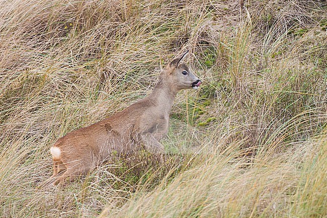 Roe Deer, Capreolus capreolus immature female walking in tall grass licking nose to smell the air stock-image by Agami/Menno van Duijn,