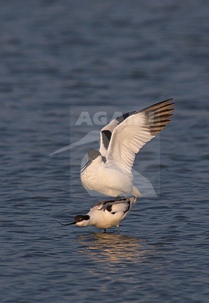 Pied Avocet mating; Kluut parend stock-image by Agami/Marc Guyt,