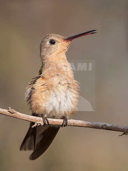 Buffy Hummingbird (Leucippus fallax) at Los Flamencos Wildlife Sanctuary, Camarones, La Guajira, Colombia. stock-image by Agami/Tom Friedel,