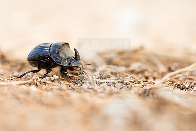 Copris hispanus - Spanischer Mondhornkäfer, France (Corsica), imago stock-image by Agami/Ralph Martin,