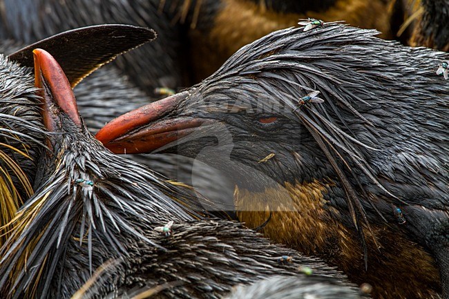 Noordelijke Rotsspringers besmeurd met olie, Northern Rockhopper Penguins with oil stock-image by Agami/Menno van Duijn,