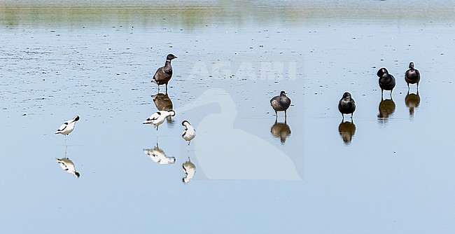 Dark-bellied Brent Goose (Branta bernicla bernicla) and Pied Avocet (recurvirostra avosetta) perched in water Wagejot, Texel stock-image by Agami/Anja Nusse,