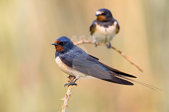 Barn Swallow (Hirundo rustica) in Italy. stock-image by Agami/Daniele Occhiato,