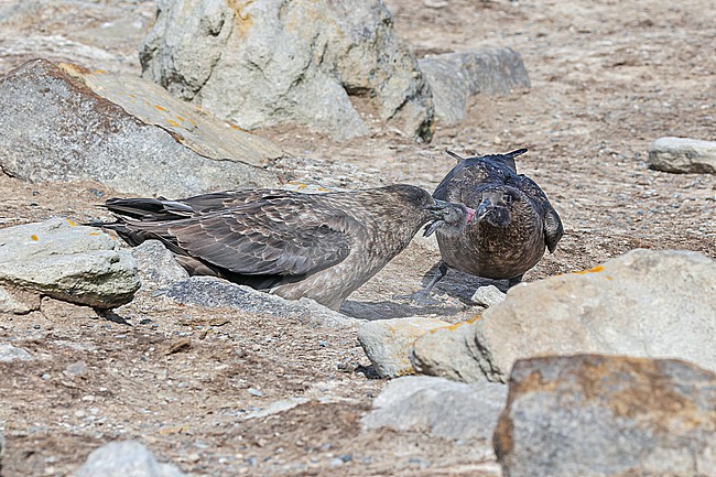 Brown Skua (Stercorarius antarcticus antarcticus) on the Falkland Islands. Eating a chick. stock-image by Agami/Pete Morris,