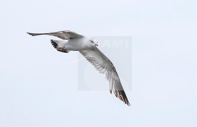 2nd summer Russian Common Gull, Larus canus heine) in flight at Lake Baikal, Russia. stock-image by Agami/Ralph Martin,