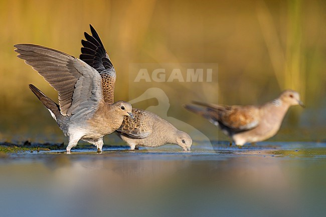 Immature Eurasian Turtle Dove, Streptopelia turtur, in Italy. stock-image by Agami/Daniele Occhiato,