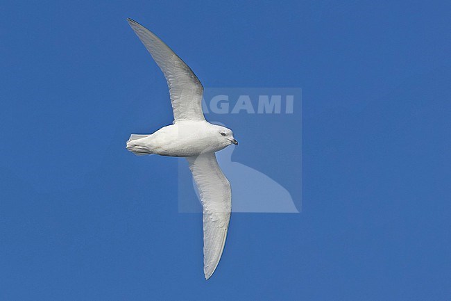 Snow Petrel (Pagodroma nivea) in flight at the southern Atlantic ocean near Antarctica. stock-image by Agami/Pete Morris,