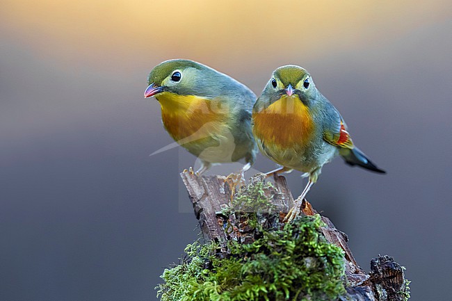 Introduced Red-billed Leiothrix (Leiothrix lutea) in Italy. stock-image by Agami/Daniele Occhiato,