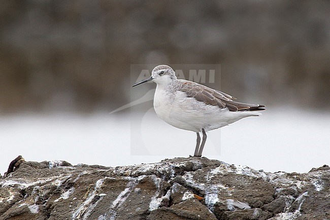 Wilson's Phalarope (Steganopus tricolor) in winter plumage standing on a rock in Aveiro, Portugal. stock-image by Agami/David Monticelli,