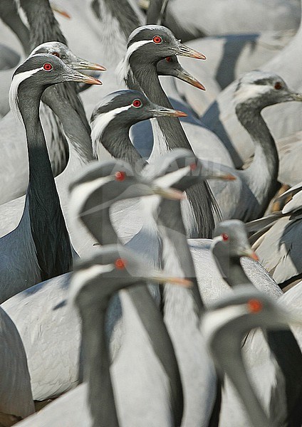 Demoiselle cranes (Grus virgo) in India. Closeup of a group standing on the ground. stock-image by Agami/James Eaton,