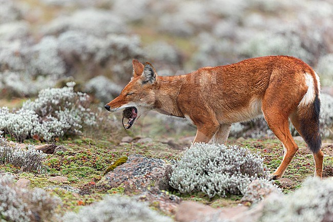 Ethiopian wolf (Canis simensis) eating a rodent that he just hunted. Also known as the Simien jackal, Simien fox or Abyssinian wolf, is an endangered canine endemic to the Ethiopian Highlands. stock-image by Agami/Rafael Armada,