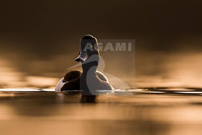 Adult male Tufted Duck (Aythya fuligula) in Germany (Niedersachsen). Swimming with backlight. stock-image by Agami/Ralph Martin,