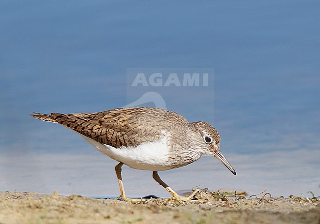 Adult Common Sandpiper (Actitis hypoleucos) in autumn plumage walking and foraging along muddy edge of a Dutch lake. stock-image by Agami/Ran Schols,