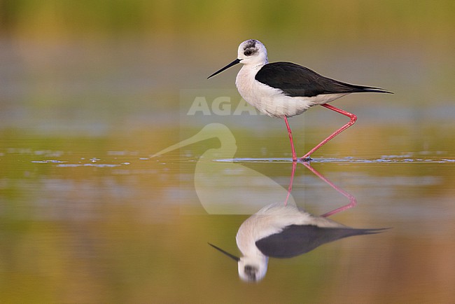 Black-winged Stilt (Himantopus himantopus), side view of an adult male standing in the water,  Campania, Italy stock-image by Agami/Saverio Gatto,