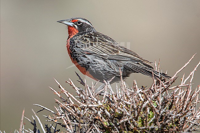A male Long-tailed Meadowlark (Leistes loyca) at Mendoza, Argentina. stock-image by Agami/Tom Friedel,