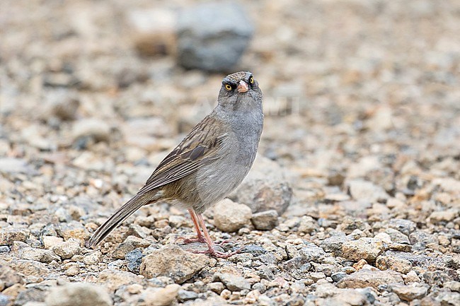 Volcano junco (Junco vulcani) in Costa Rica. Endemic to the Talamancan montane forests of Costa Rica and western Panama. stock-image by Agami/Pete Morris,