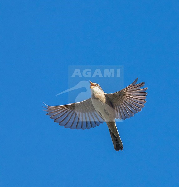 Male Common Whitethroat (Sylvia communis) in Berkheide, Katwijk, Netherlands. stock-image by Agami/Marc Guyt,