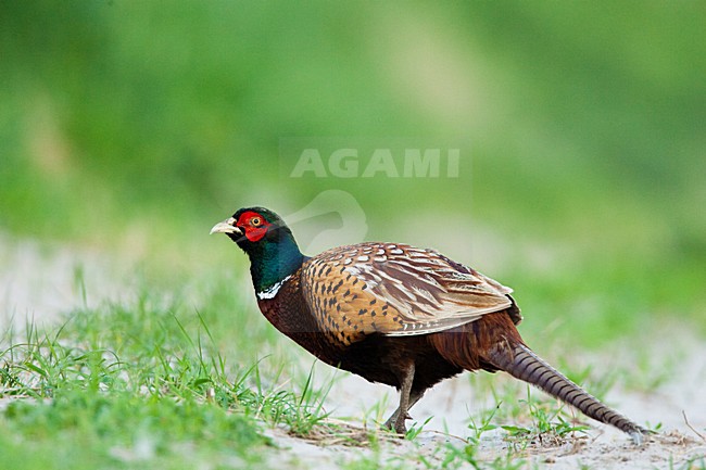 Mannetje Fazant; Male Common Pheasant stock-image by Agami/Menno van Duijn,