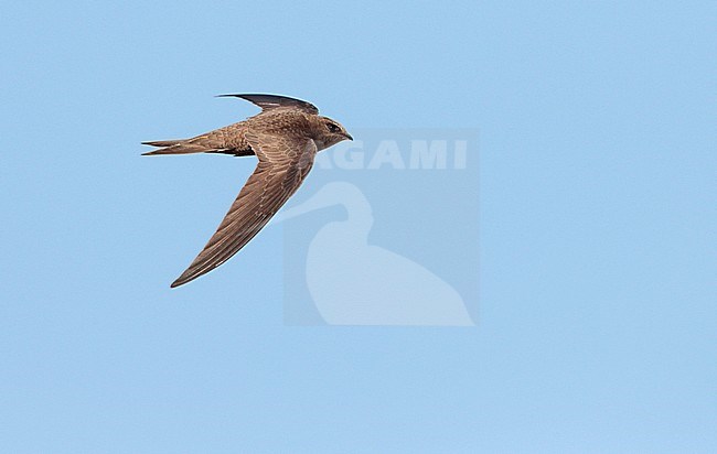 Pallid Swift (Apus pallidus) in flight in Spain. stock-image by Agami/Ran Schols,