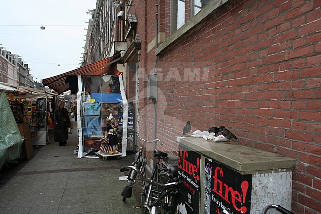 Common Starling foraging on garbage at a market; Spreeuw foeragerend op afval op een markt stock-image by Agami/Marc Guyt,