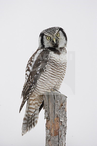 Sperweruil op de uitkijk; Northern Hawk Owl on the look out stock-image by Agami/Mike Danzenbaker,