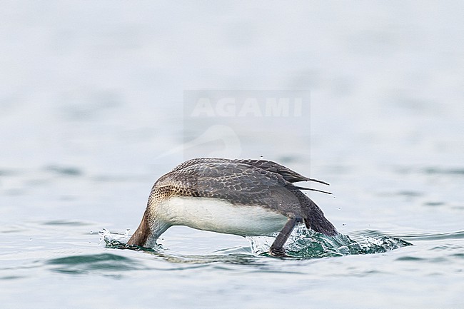  stock-image by Agami/Menno van Duijn,