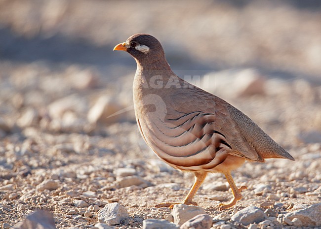 Mannetje Arabische Woestijnpatrijs; Male Sand Partridge stock-image by Agami/Markus Varesvuo,