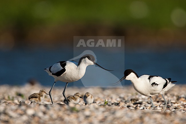 Kluut paar met jongen; Pied Avocet pair with chicks stock-image by Agami/Menno van Duijn,