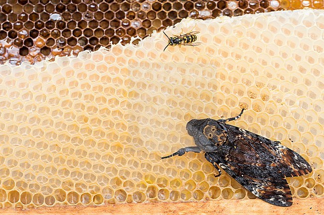Deaths-head Hawk Moth - Totenkopfschwärmer - Acherontia atropos, Germany, imago stock-image by Agami/Ralph Martin,