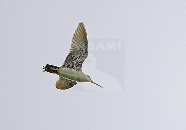 Siberische Snip in vlucht, Swinhoe's Snipe in flight stock-image by Agami/Tomi Muukkonen,