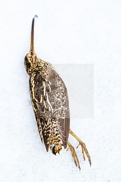 Dead Common Snipe (Gallinago gallinago) after a cold spell in The Netherlands. Lying on ice. stock-image by Agami/Menno van Duijn,