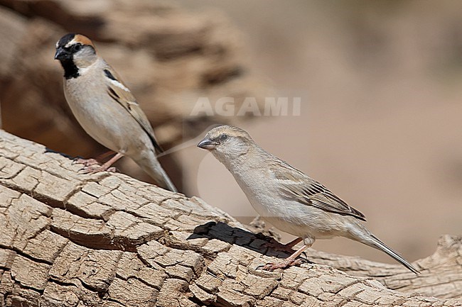 A couple of Saxaul Sparrow (Passer ammodendri) of the subspecies stoliczkae perching on a trunk stock-image by Agami/Mathias Putze,