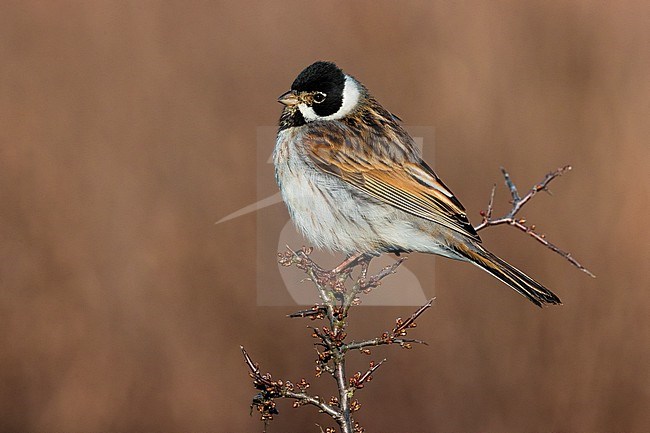 Wintering male Common reed bunting (Emberiza schoeniclus) in Italy. stock-image by Agami/Daniele Occhiato,
