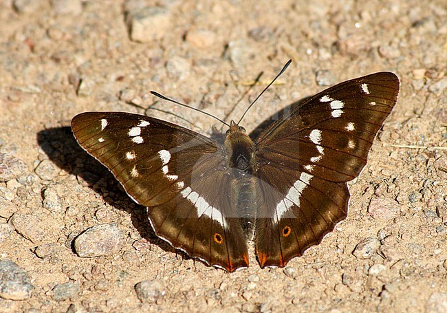Purple Emperor, Apatura iris, Fermyn Woods, Northamptonshire, England. stock-image by Agami/Steve Gantlett,