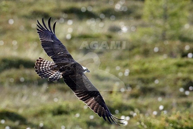 Visarend; Osprey stock-image by Agami/Markus Varesvuo,