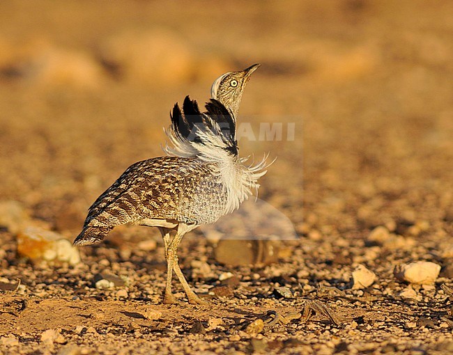 Canary Islands Bustard (Chlamydotis undulata fuertaventurae) on Fuerteventura. stock-image by Agami/Rene Pop ,