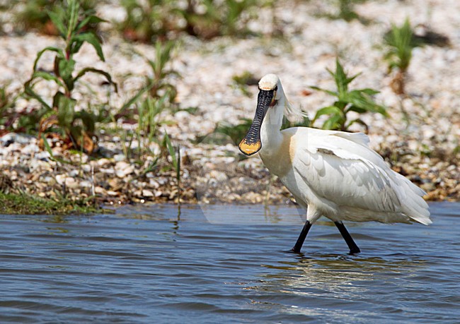 Foeragerende Lepelaar, Eurasian Spoonbill foraging stock-image by Agami/Roy de Haas,