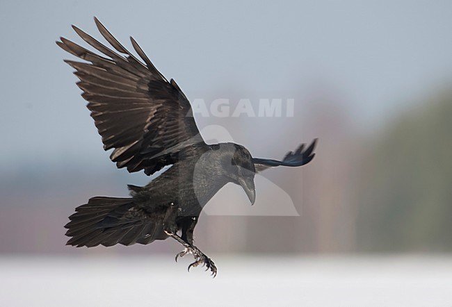 Landende raaf; Landing Raven stock-image by Agami/Han Bouwmeester,