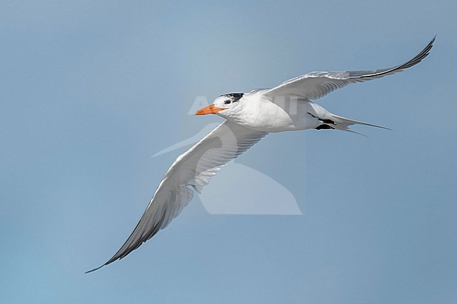  stock-image by Agami/Marcel Burkhardt,