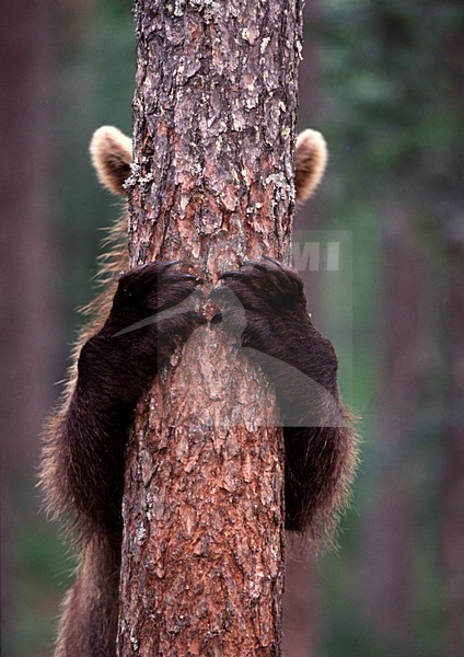 Bruine Beer, Brown Bear, Ursus arctos stock-image by Agami/Jari Peltomäki,