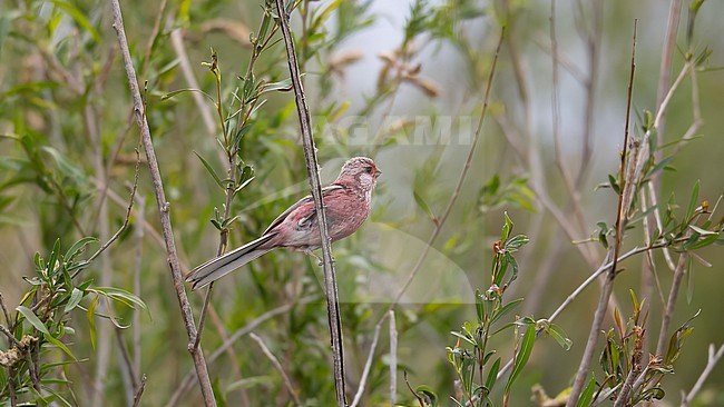 Front view of an adult male Siberian Long-tailed Rosefinch (Carpodacus sibiricus) sitting on a branch. Mongolia, Asia stock-image by Agami/Markku Rantala,