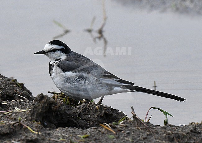 Wintering Black-backed Wagtail (Motacilla lugens) in Japan. stock-image by Agami/Laurens Steijn,