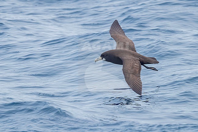 White-chinned Petrel (Procellaria aequinoctialis), side view of an individual in flight, Western Cape, South Afica stock-image by Agami/Saverio Gatto,