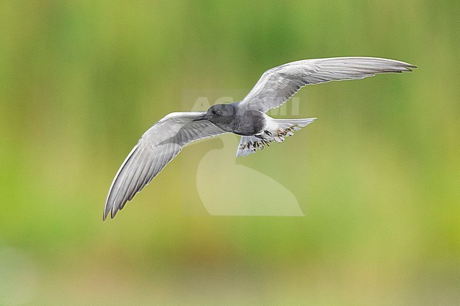 Black Tern (Chlidonias niger), adult in flight, Campania, Italy stock-image by Agami/Saverio Gatto,