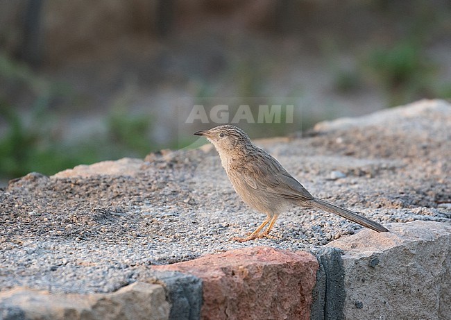 Afghan babbler, Argya huttoni, in Iran. stock-image by Agami/Pete Morris,
