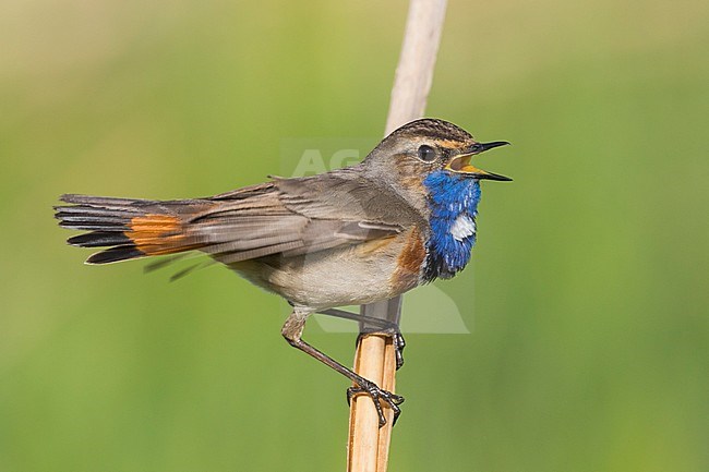 Bluethroat - Blaukehlchen - Cyanecula svecica ssp. cyanecula, Germany, adult male stock-image by Agami/Ralph Martin,